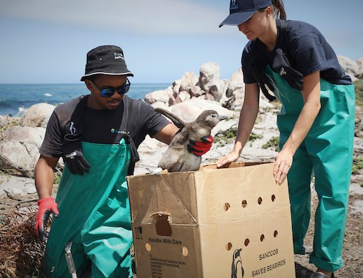 kaufen eszopiclon generika kaufen eszopiclon generika