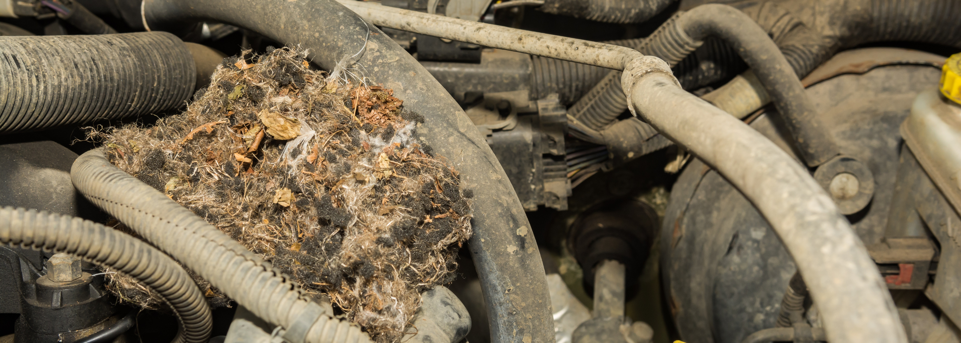 Hirschmäuse-Nest im Motor eines Autos.